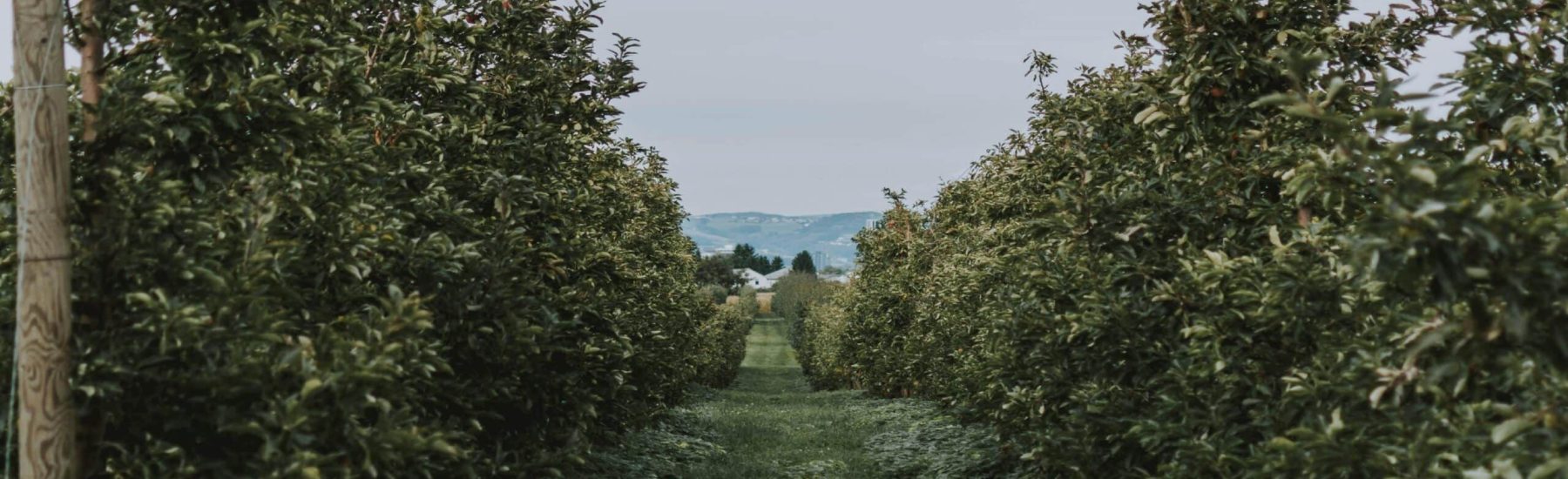 Hazine Arazisinde Bulunan Muhdesat ve Ağaçlara Zarar Verilmesine Rağmen Muhdesat Bedelinin Ödenmemesi - 2942 sayılı Kamulaştırma Kanunu - Anayasa Mahkemesi Bireysel Başvuru Avukatı - Anayasa Mahkemesi Kararları - Kayseri Gayrimenkul Avukatı - Kayseri İdare Hukuku Avukatı - Kayseri Avukat Zülküf Arslan Hukuk Bürosu