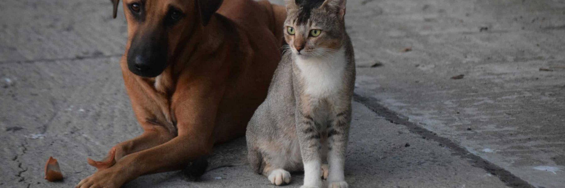 Yönetim Planı ile Site İçinde ve Binada Kedi Köpek Beslenmesi Yasaklanabilir mi – Kat Mülkiyeti Kanunu – Kayseri Gayrimenkul Avukatı – Kayseri Avukat Zülküf Arslan Hukuk Bürosu Yönetim Planı ile Site İçinde ve Binada Kedi Köpek Beslenmesi Yasaklanabilir mi - Kat Mülkiyeti Kanunu - Kayseri Gayrimenkul Avukatı - Kayseri Avukat Zülküf Arslan Hukuk Bürosu
